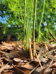 Asparagus Fern Berries and Flowers Close-Up in Natural Garden