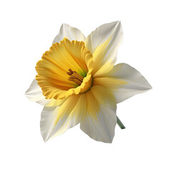 A Single Yellow and White Daffodil Flower with Green Stem Isolated on a Black Background