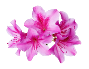 A Cluster of Vibrant Pink Azalea Flowers with Delicate Red Veining Isolated on a Transparent Background