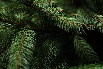 Beautiful Christmas tree branches as background, closeup