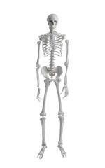 Artificial human skeleton model on white background
