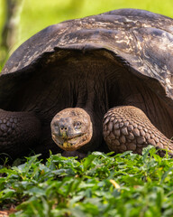 Close up of an endemic Galapagos Giant Tortoise in grass - Santa Cruz Island, El Chato Reserve