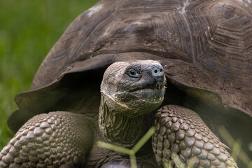 Close up of an endemic Galapagos Giant Tortoise in grass - Santa Cruz Island, El Chato Reserve