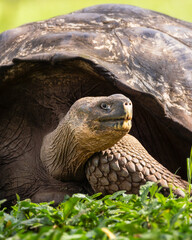 Close up of an endemic Galapagos Giant Tortoise in grass - Santa Cruz Island, El Chato Reserve
