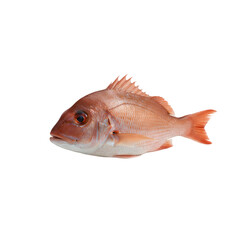 Whole Red Snapper Fish Isolated on Black Background Studio Shot Fresh Seafood Ingredient