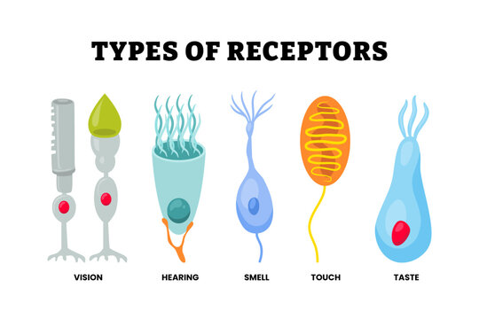 Different types of receptor cell type set collection. Labeled vision, light, photoreceptor, hearing, hair cell, smell  olfactory odorant receptor, touch or mechanoreceptors, taste or gustatory.