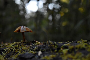 Hongo encontrado en el bosque durante el otoño en el sur de Chile.