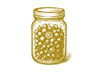 Chamomile hand drawn simple sketch vector illustration