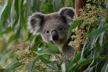 Fototapeta premium Wild Koala Sitting on Eucalyptus Branch Surrounded by Green Foliage, Showcasing Nature and Animal Tranquility