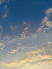 seagull flying in the sky