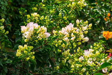 Fototapeta premium flor, naturaleza, huerta, primavera, rosa, florecer, fábrica, flora, verano, campa, blanco, floración, beldad, hojas, césped, color, variopinto, floral, aparcar, macro