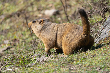 Himalayan Marmot standing alert on alpine grassland in the Himalayas. A furry high-altitude rodent adapted to cold mountains, perfect for wildlife, nature, and Himalayan landscape photography.
