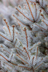 Water droplets on a blue spruce branch