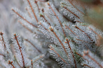 Water droplets on a blue spruce branch