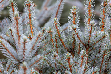 Water droplets on a blue spruce branch