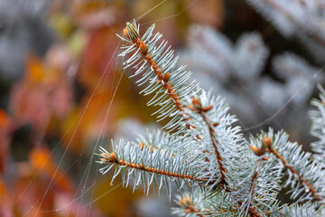 Water droplets on a blue spruce branch