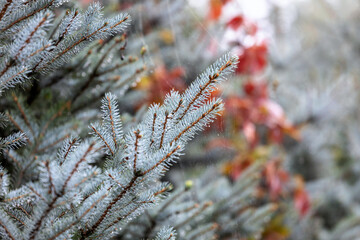 Water droplets on a blue spruce branch