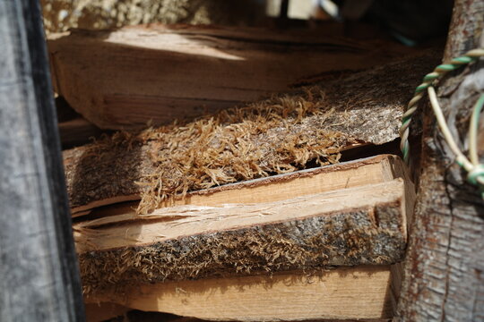  Wood shavings on carpentry workbench