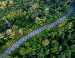 Scenic aerial view of a winding asphalt road cutting through a lush, dense green forest with vibrant trees under natural sunlight