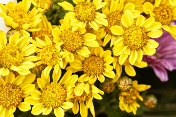 Indian chrysanthemum  (Cut flowers photographed in November)