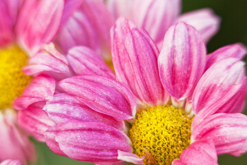 Pink spray mum (Cut flowers photographed in November)