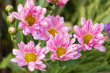 Pink spray mum (Cut flowers photographed in November)