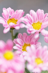 Pink spray mum (Cut flowers photographed in November)