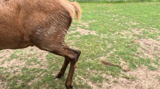 A beautiful rocky mountain elk comes close. Partial view of his amazing antlers. Grassy field in the background of view.