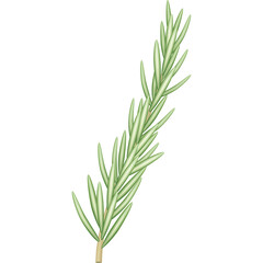 Close Up Of A Single Green Rosemary Sprig With Needle Like Leaves Isolated On A Transparent White Background