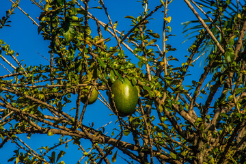 green gourd on a tree