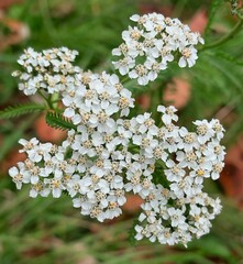 white flowers closeup
