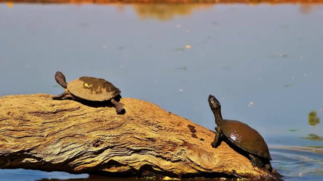 Three muddy serrated hinged terrapins bask in a row on a large floating log before falling into the water one by one