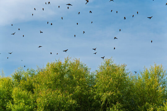cielo, ave, apresurado, bandada, naturaleza, vuela, azul, bragueta, animal, fauna, libertad, ganso, grupo, migraciones, alas, blanco, constituci&oacute;n, nube, inhospitalario, gaviota, paloma, parvada