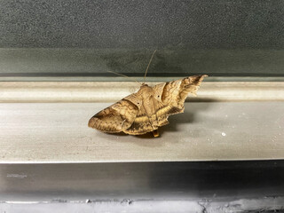 Moths perched on the aluminum window frame.