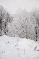 Obraz premium Serene winter landscape with snow-covered ground and frost-coated trees creating a peaceful, white, icy forest scene under a soft, overcast sky.