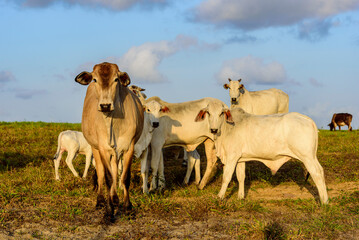 Cattle herd grazing in rural landscape, Jacaraú, Paraíba, Brazil