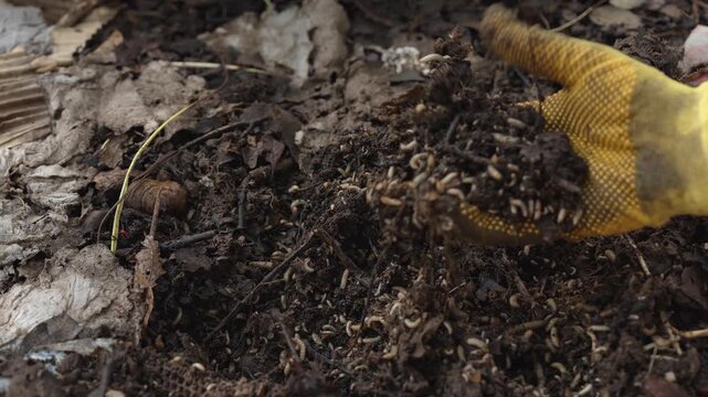 Black soldier fly larvae on food waste. Composting Kitchen Scraps