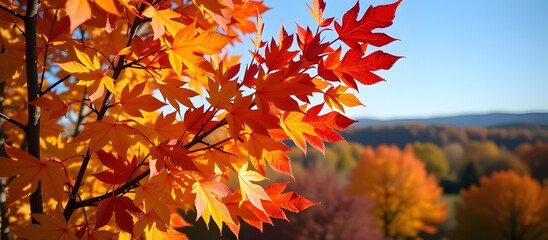 Fototapeta premium Vibrant Red and Orange Autumn Leaves Against a Clear Blue Sky in Scenic Landscape of Fall Foliage