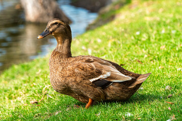Fototapeta premium ganso, ave, blanco, pato, animal, naturaleza, chacras, acuático, pico, domestica, césped, emplumar, fauna, aislada, ave de corral, lago, agricultura, verde, ave acuática, inhospitalario