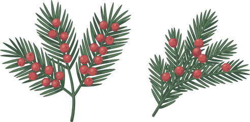 Christmas pine branches with red berries illustration, festive botanical decoration, winter holiday foliage design, traditional seasonal greenery isolated on white background