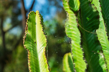 cactus, fábrica, naturaleza, cactaceae, flor, árbol, hojas, primavera, helecho, sucursal, desierta, flora, huerta, espina, close-up, macro, florecer, botánica, verano, suculenta, bosque, verde