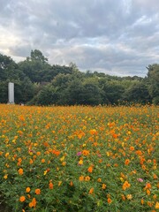 field of yellow flowers