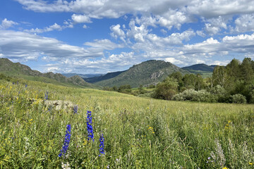 A green, blooming meadow with blue and yellow wildflowers in the foreground, with hills and wooded mountains in the background. Above the landscape, there is a bright blue sky with  white clouds.