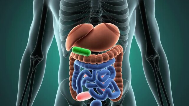 Human Digestive System Anatomy - A Detailed Visual Guide.