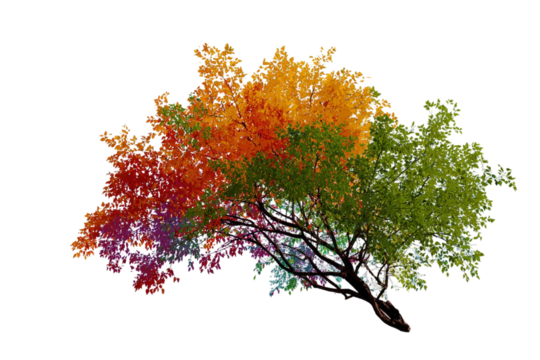 Vivid Tree Silhouette Isolated on Transparent Background