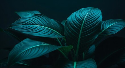 Lush dark teal plant leaves with prominent veins against a shadowy background