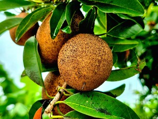 Tropical Sapodilla Fruit (Manilkara zapota) Hanging on a Tree Branch