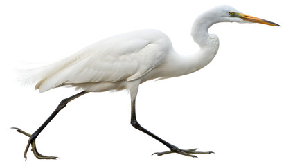 Majestic white egret bird walking gracefully