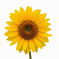 Fototapeta premium Radiant sunflower in full bloom, its golden petals catching the light, perfect for summer designs and optimistic themes, conveying warmth and joy, ideal for nature-inspired projects and bright, cheerf