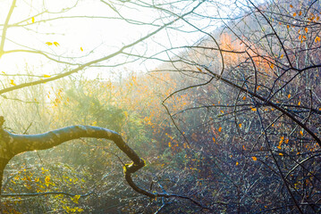 tree branches in water drop lightened by sparkle sun, beautiful seasonal outdoor background